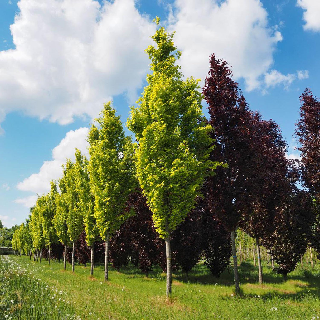Fag European (Fagus Sylvatica) Dawyck