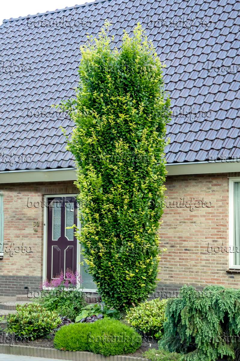 Fag European (Fagus Sylvatica) Dawyck