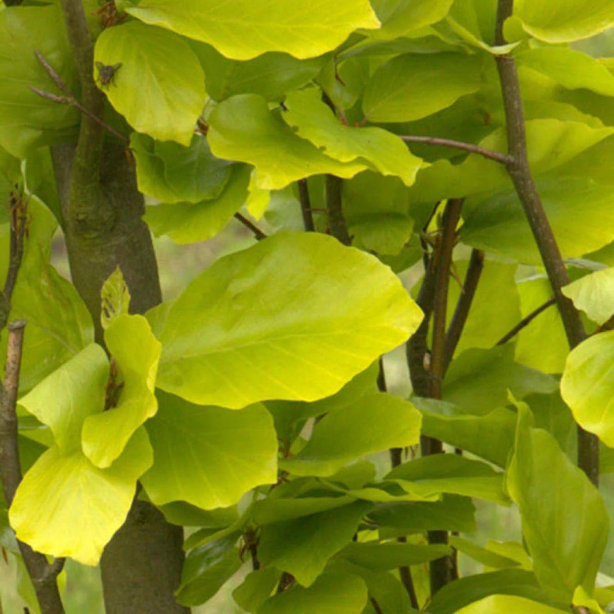 Fag Auriu (Fagus Sylvatica) Dawyck Gold