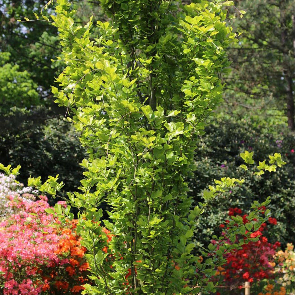 Fag Auriu (Fagus Sylvatica) Dawyck Gold