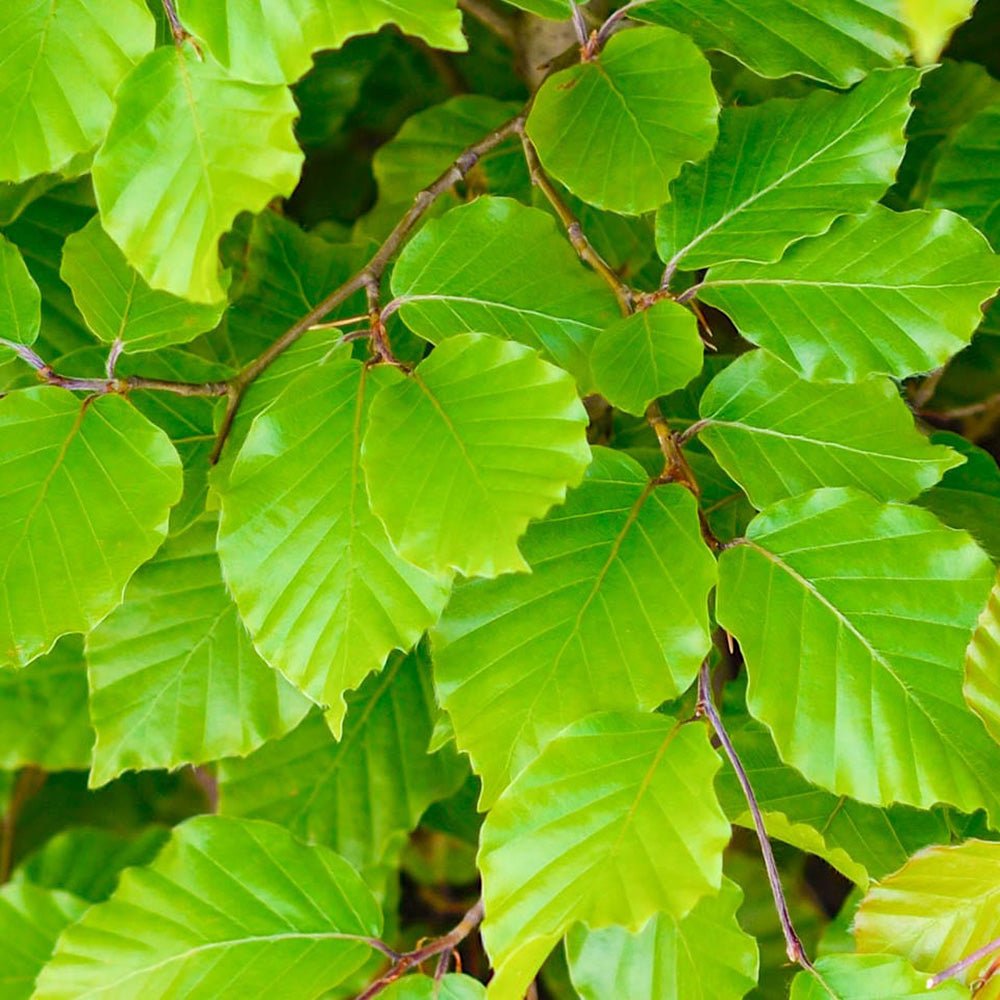 Fag European (Fagus Sylvatica), planta solitara sau gard viu
