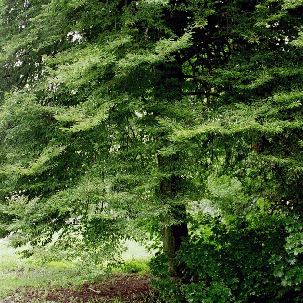Fag European (Fagus Sylvatica), planta solitara sau gard viu