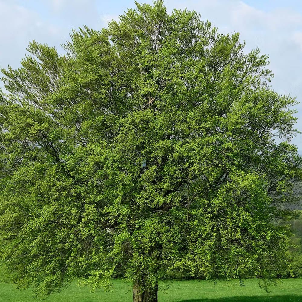 Fag European (Fagus Sylvatica), planta solitara sau gard viu