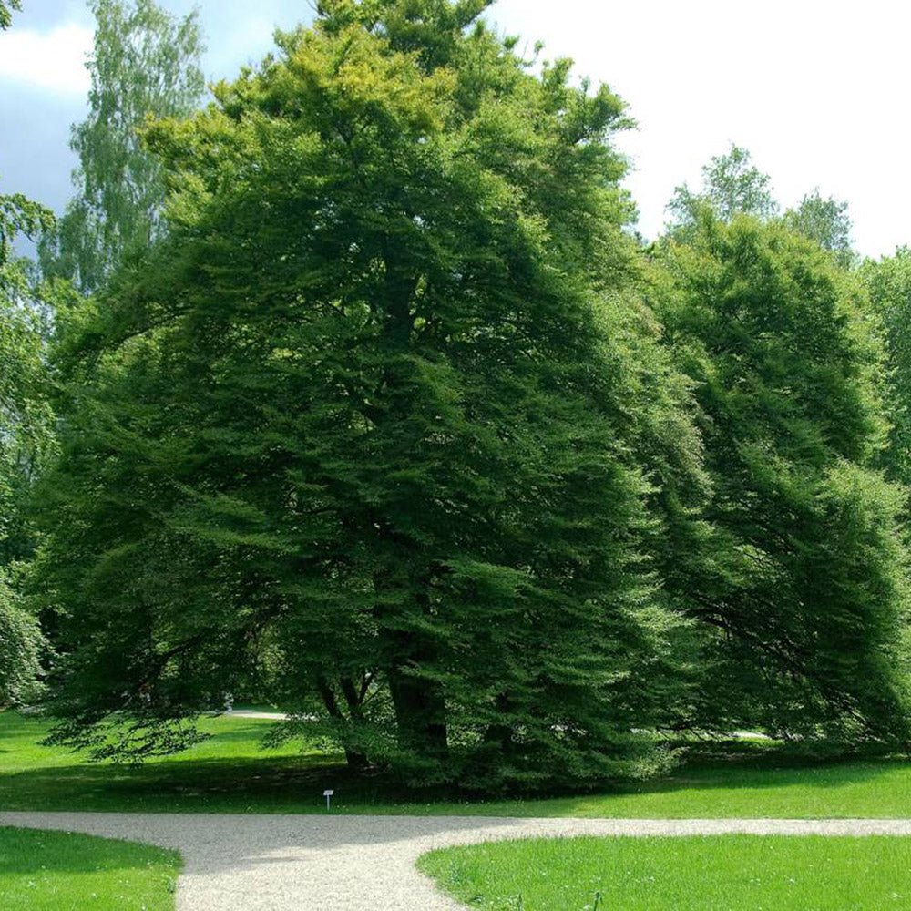 Fag European (Fagus Sylvatica), planta solitara sau gard viu