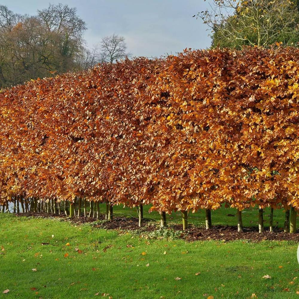 Fag European (Fagus Sylvatica), planta solitara sau gard viu