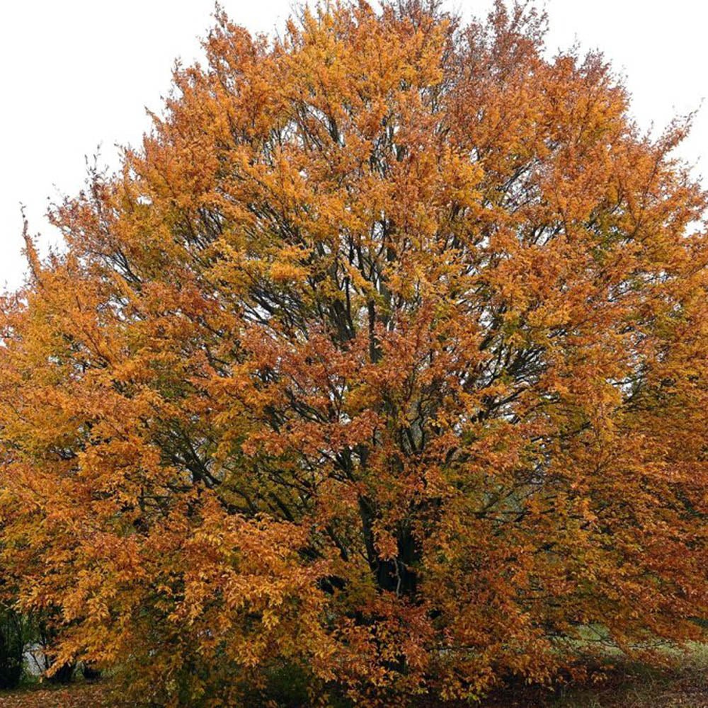 Fag European (Fagus Sylvatica), planta solitara sau gard viu
