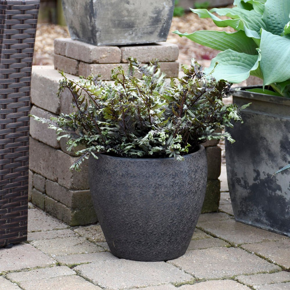 Feriga Japoneza Pictata (Athyrium) Crested Surf