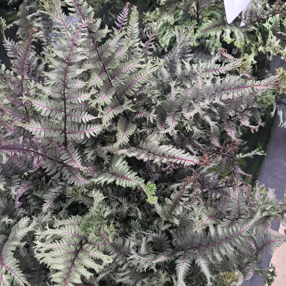 Feriga Japoneza Pictata (Athyrium) Crested Surf