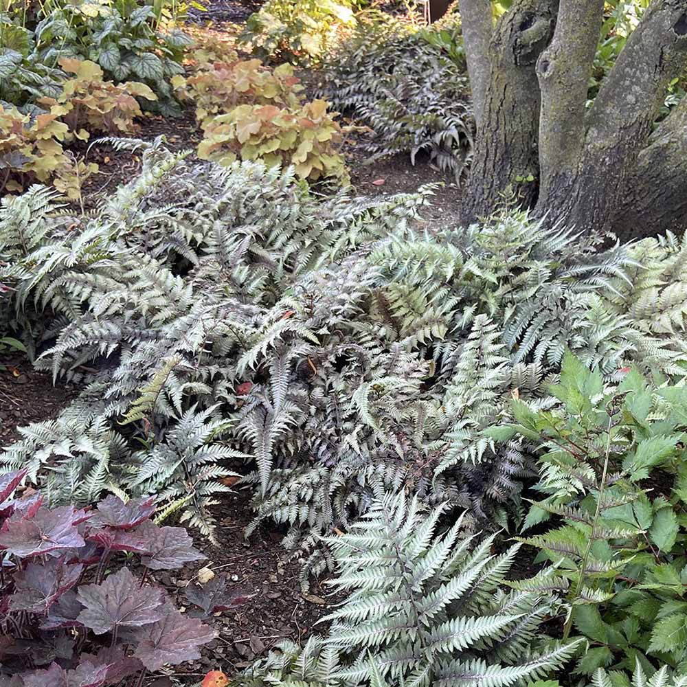 Feriga Japoneza Pictata (Athirium) Pewter Lace