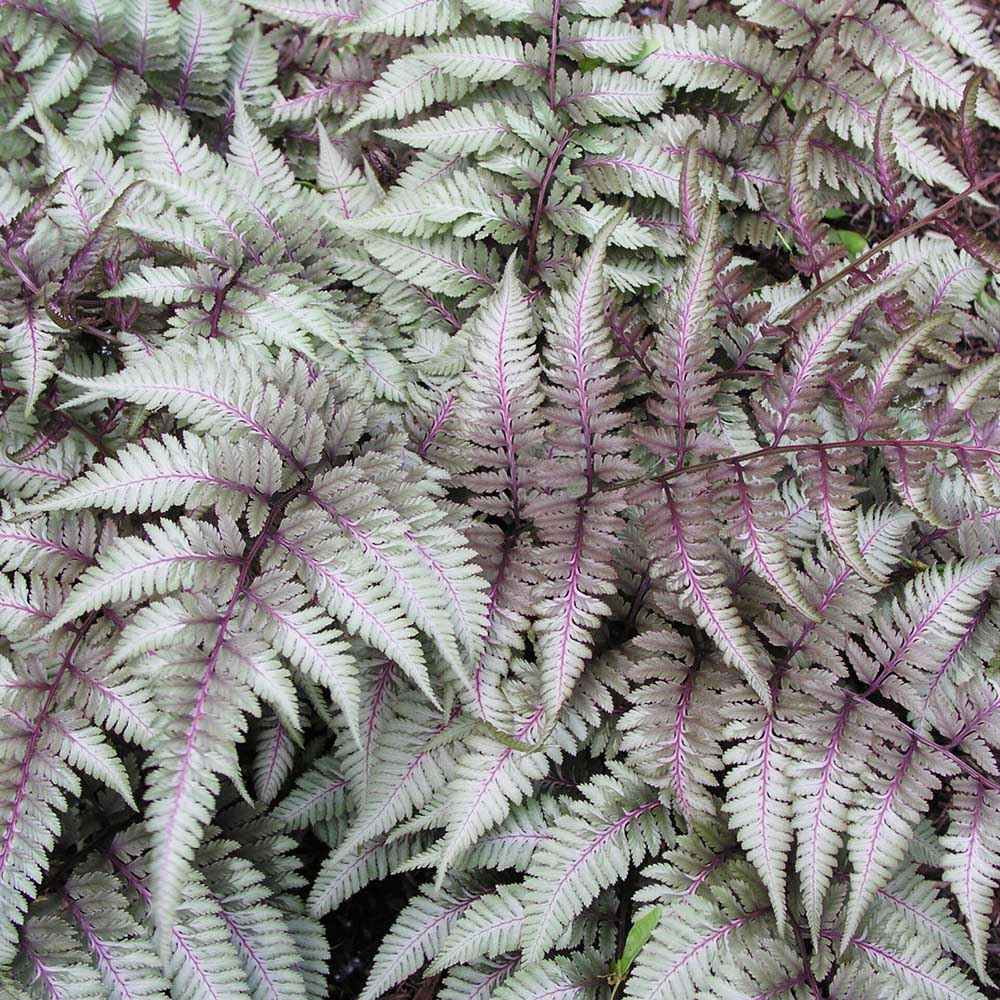Feriga Japoneza Pictata (Athirium) Pewter Lace