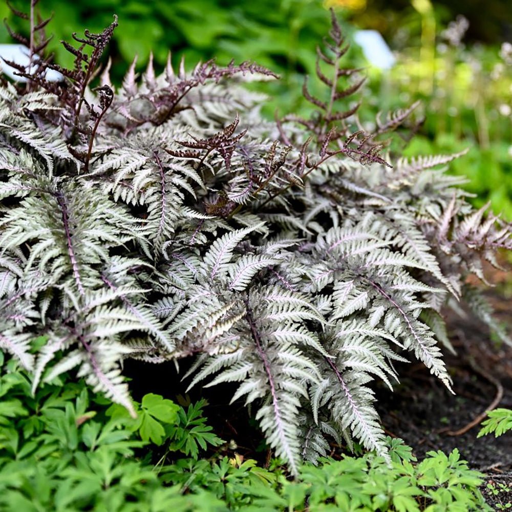 Feriga Japoneza Pictata (Athirium) Pewter Lace