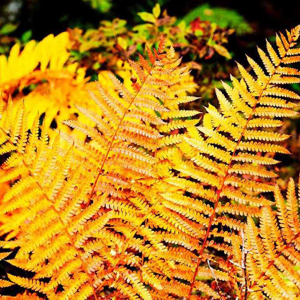 Feriga auriu Jurassic Gold