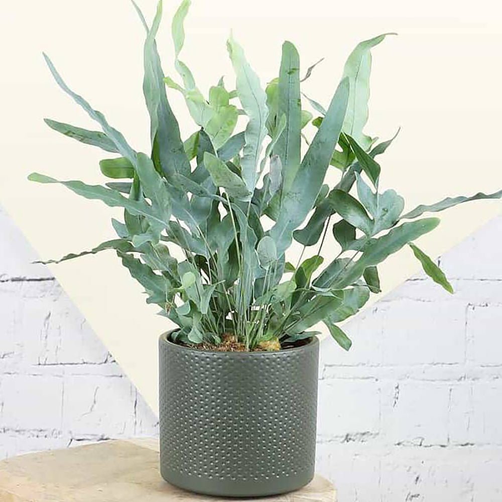 Feriga Blue Star - 60 cm