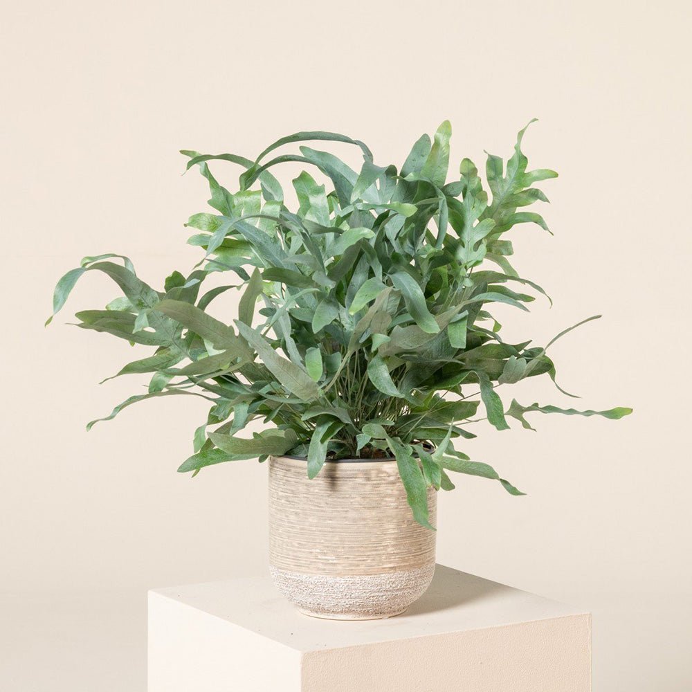 Feriga Blue Star - 60 cm