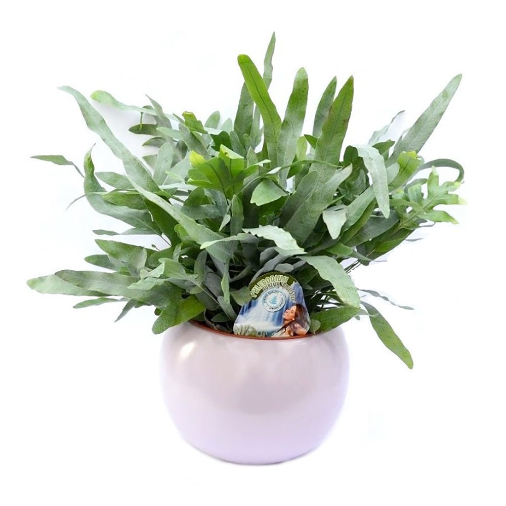 Feriga Blue Star - 60 cm