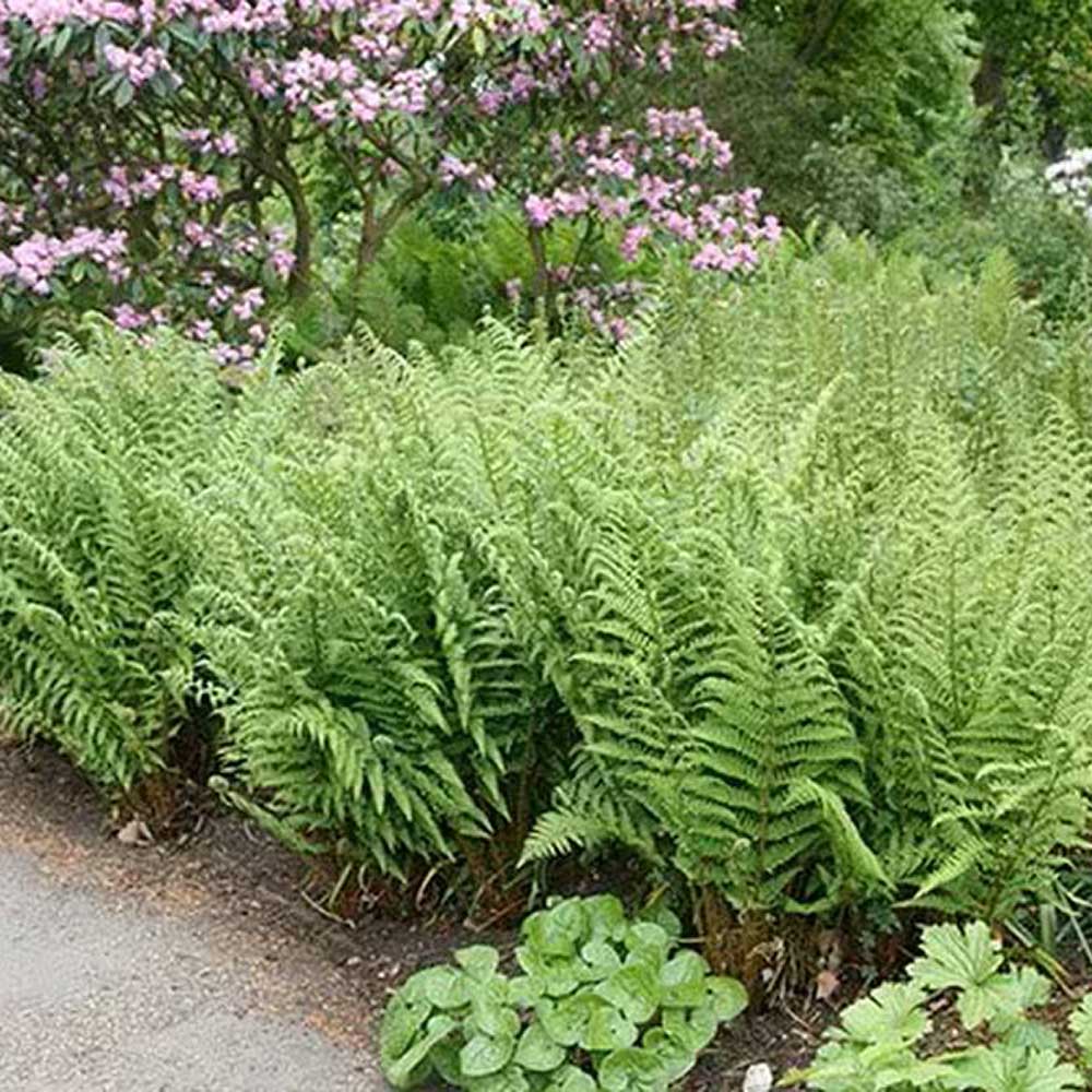 Feriga Comuna (Dryopteris Filix-Mas)