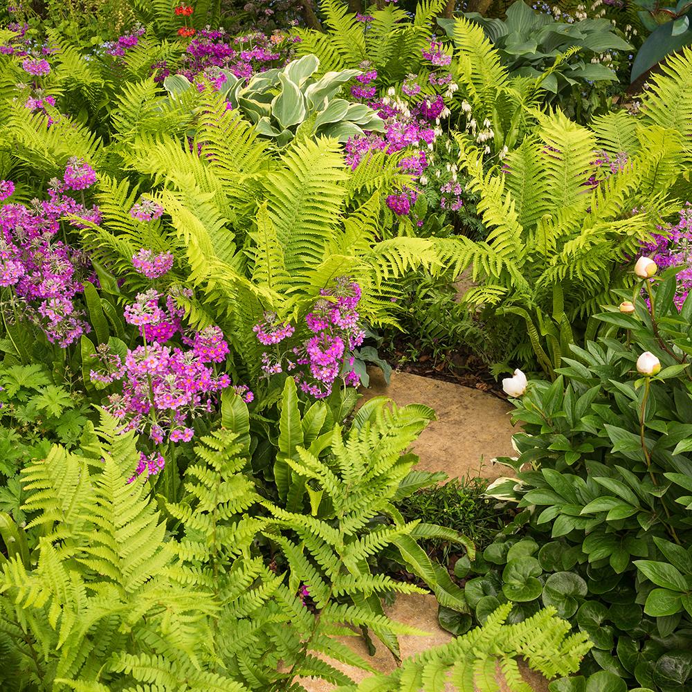 Feriga Comuna (Dryopteris Filix-Mas)