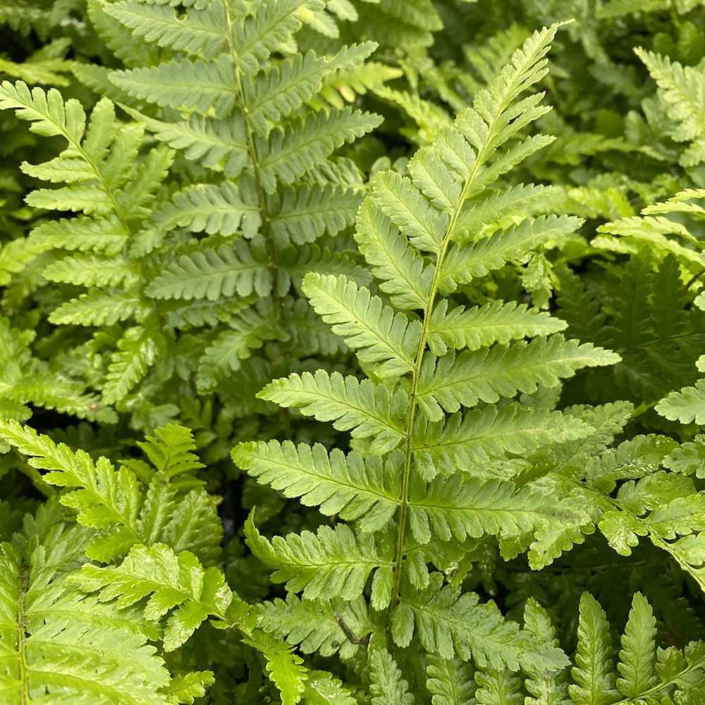 Feriga Comuna (Dryopteris Filix-Mas)