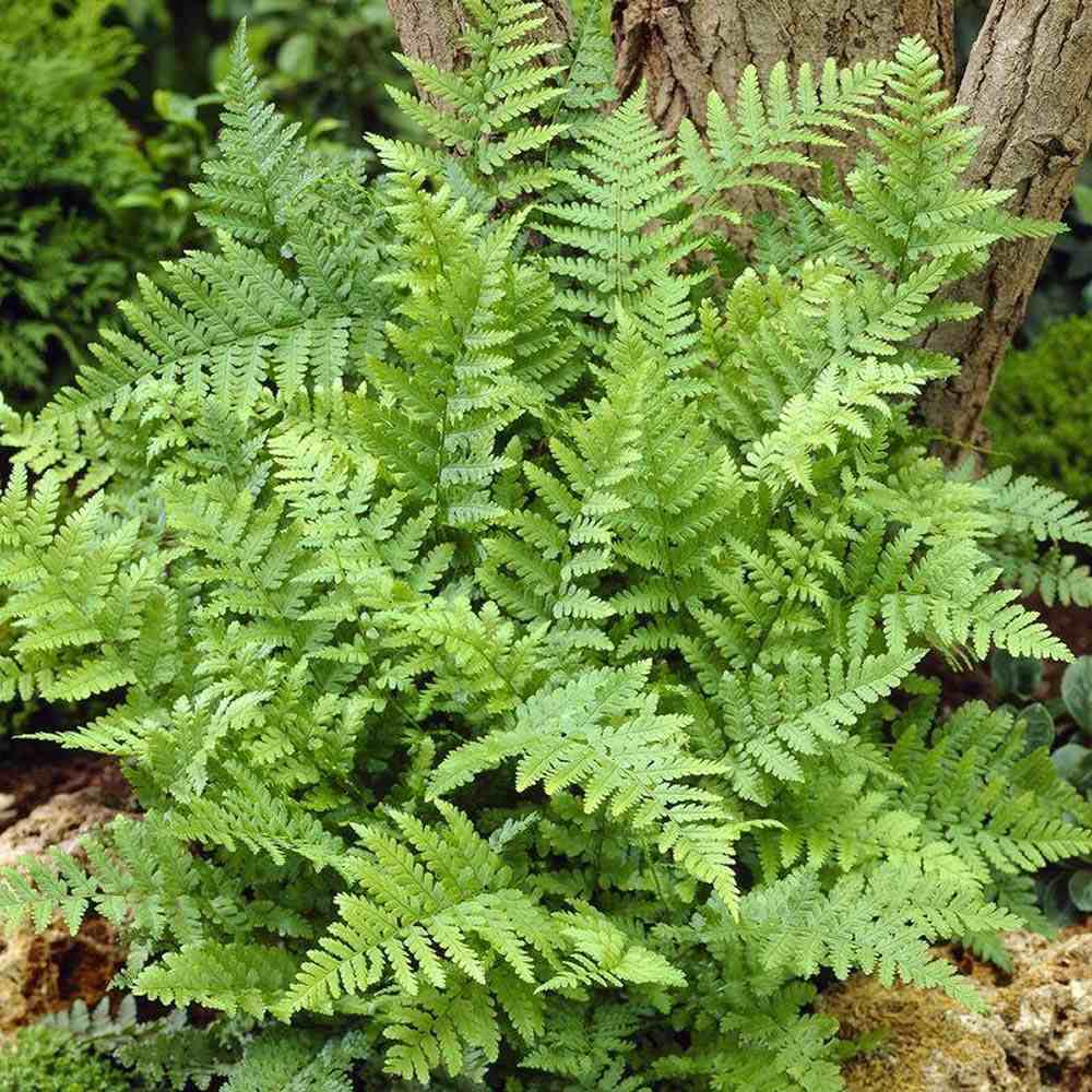 Feriga Comuna (Dryopteris Filix-Mas)