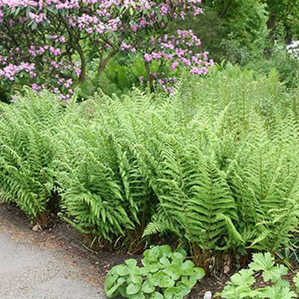 Feriga Comuna (Dryopteris Filix-Mas)