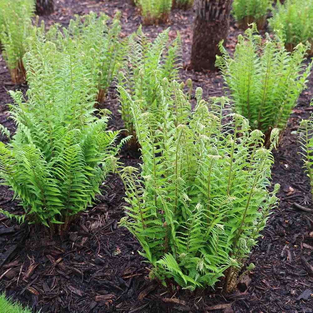 Feriga Comuna (Dryopteris Filix-Mas)