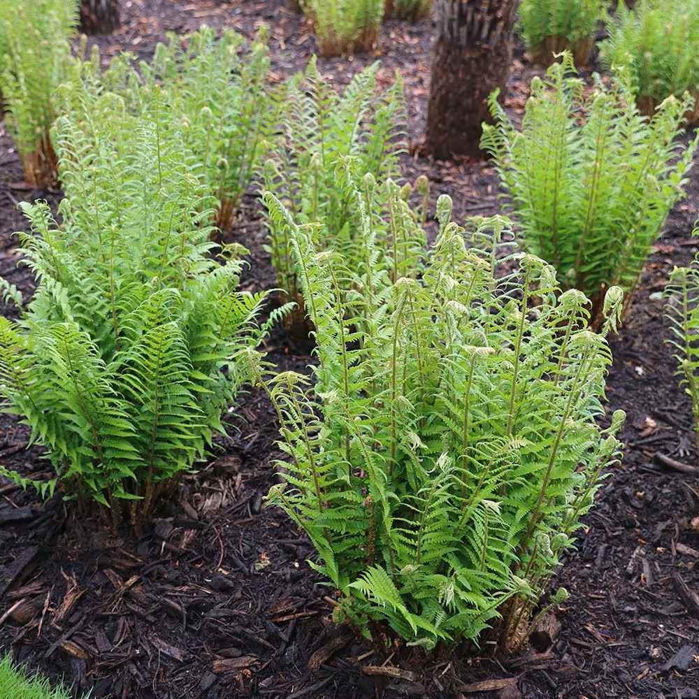 Feriga Comuna (Dryopteris Filix-Mas)