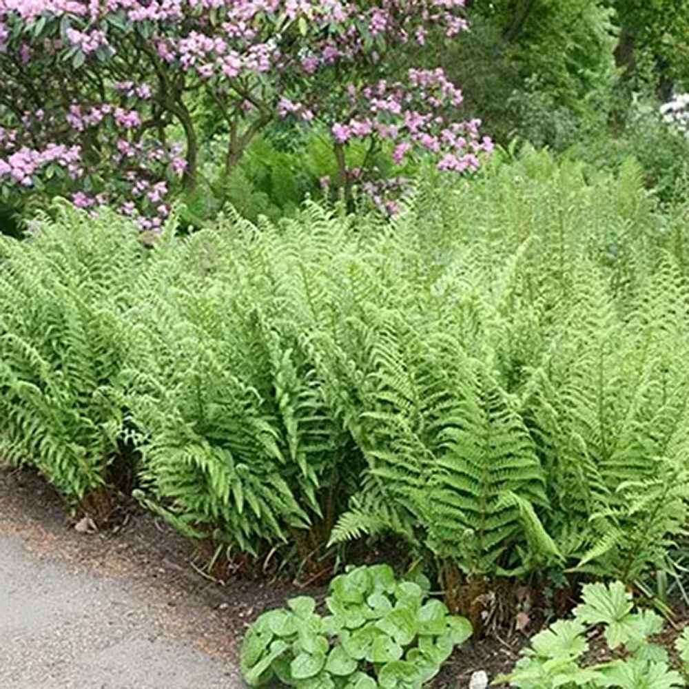 Feriga Comuna (Dryopteris Filix-Mas)