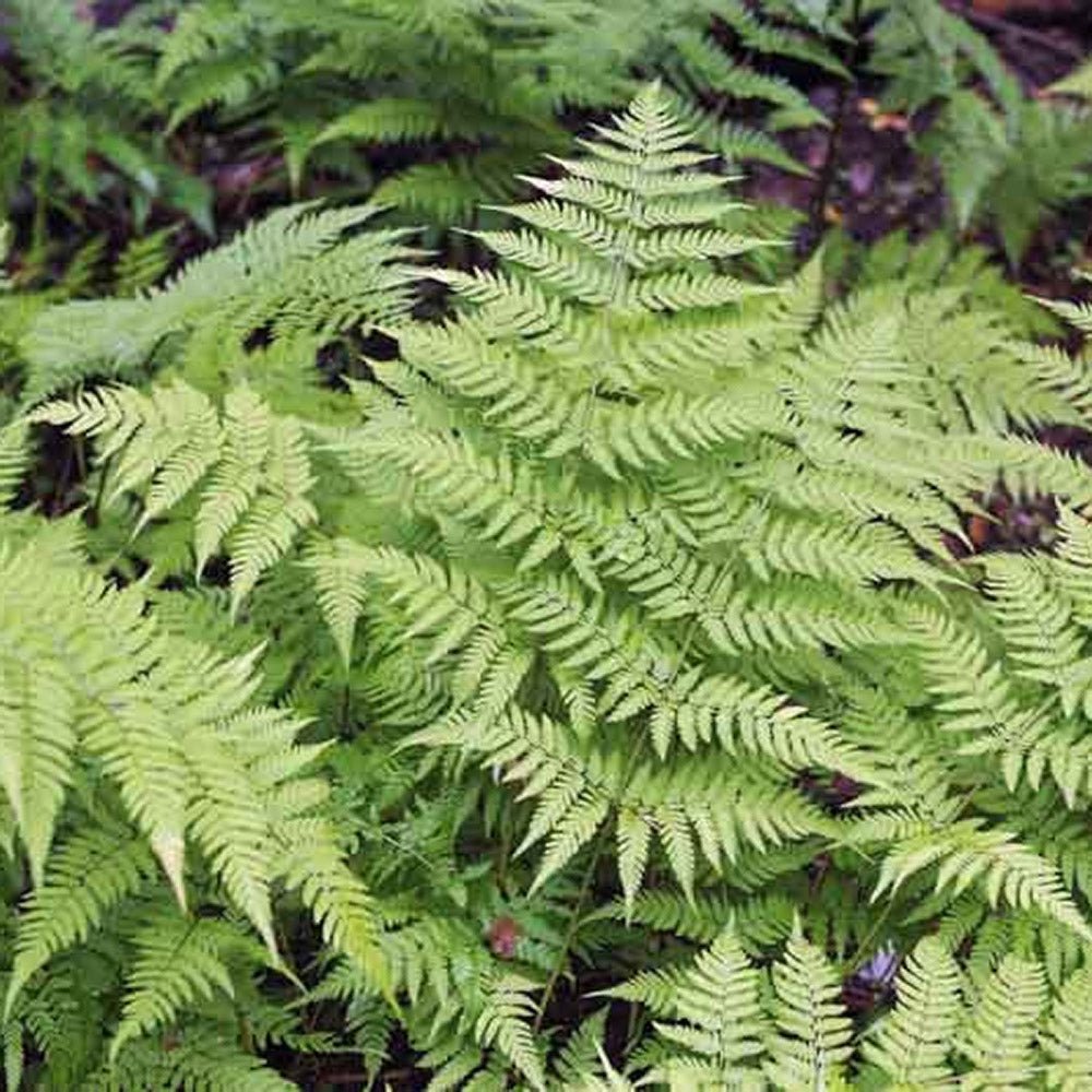 Feriga Comuna (Dryopteris Filix-Mas)