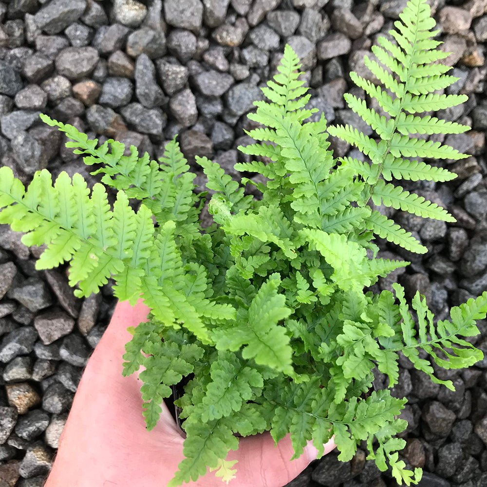 Feriga Crispa Whiteside