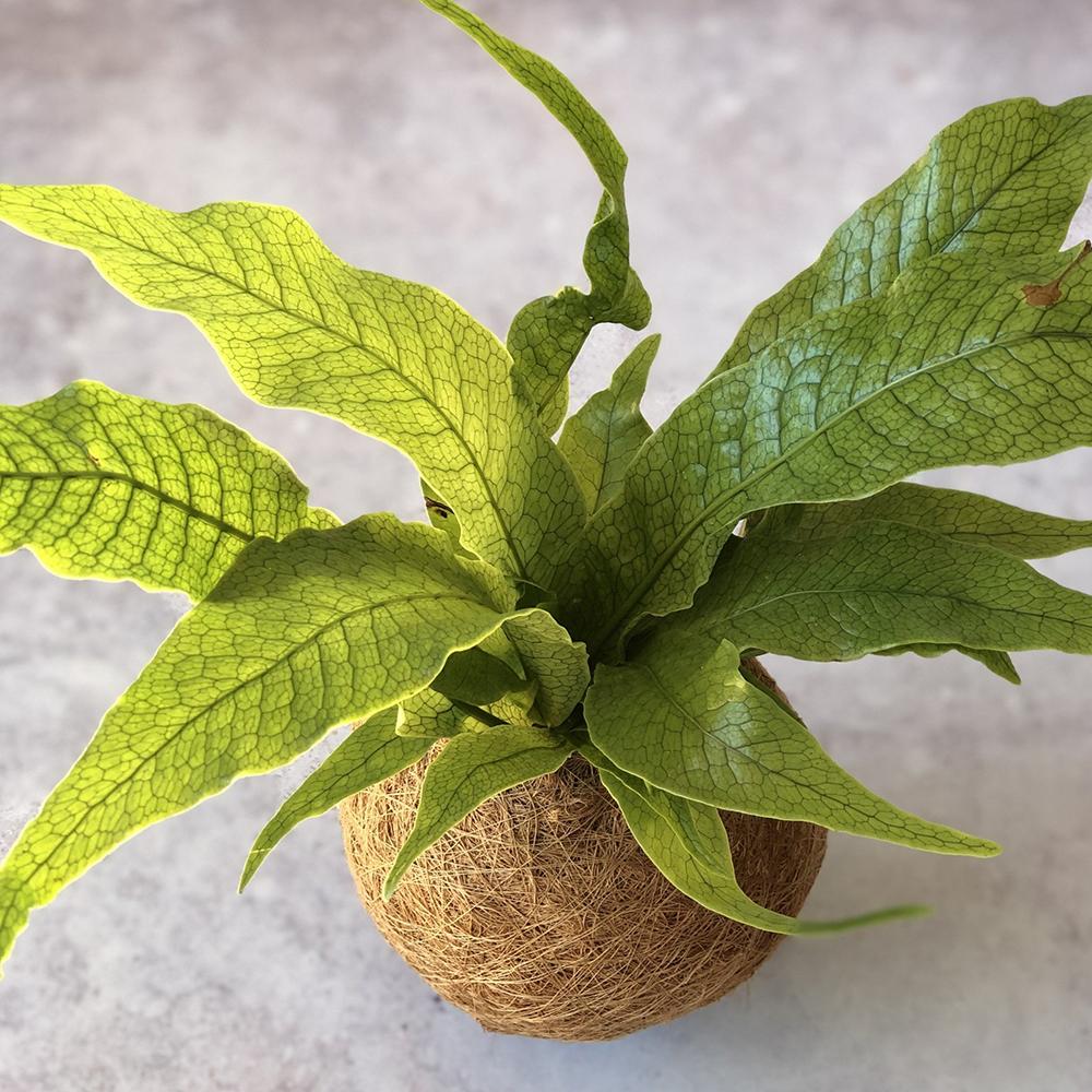 Feriga Crocodil - 25 cm