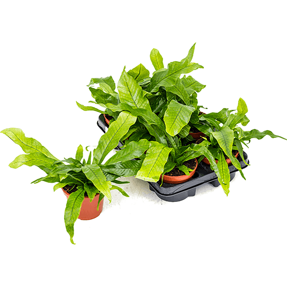 Feriga Crocodil - 25 cm