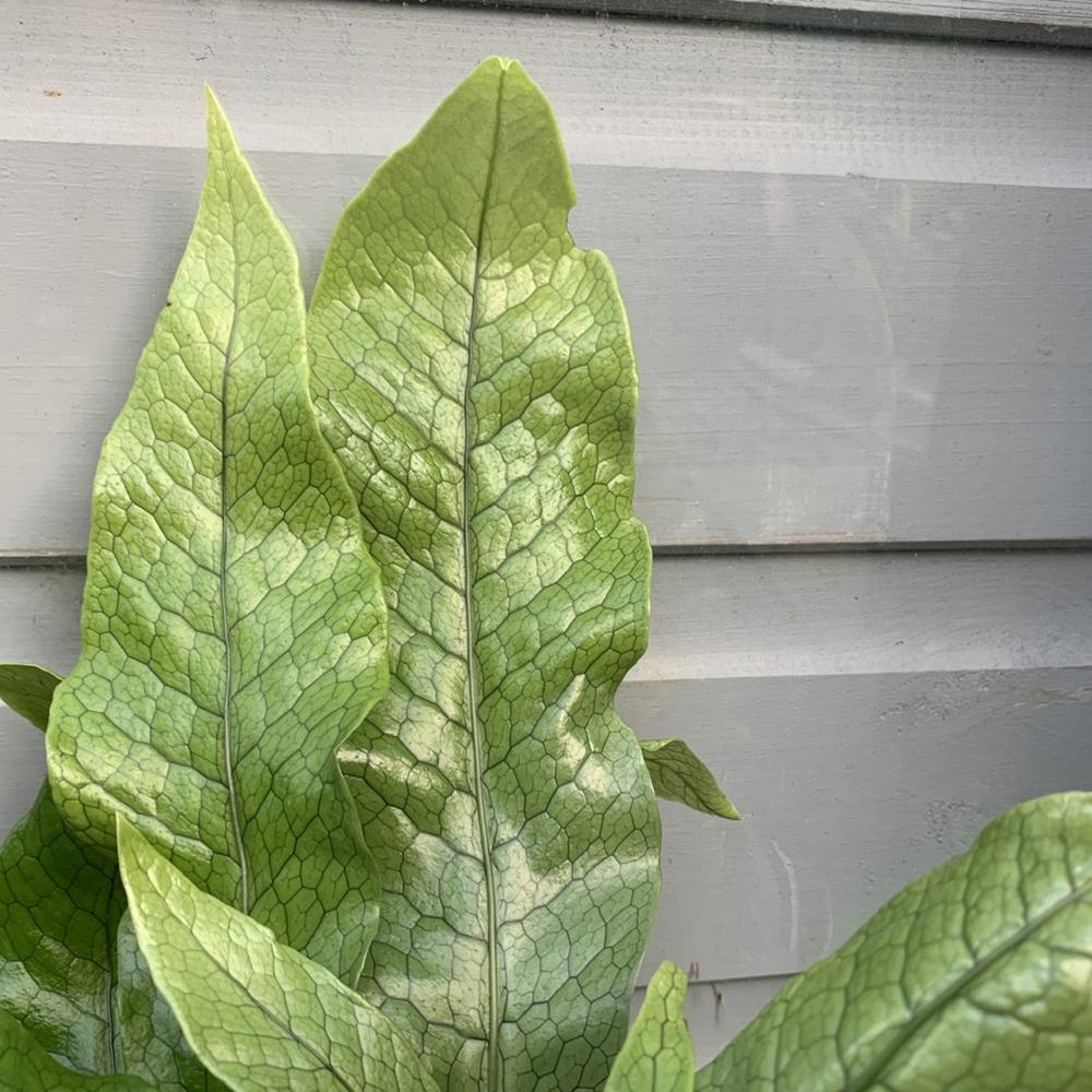 Feriga Crocodil - 40 cm