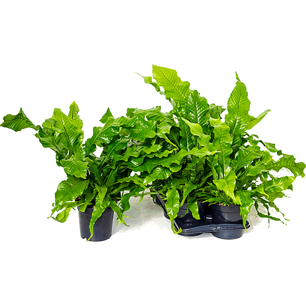 Feriga Crocodil - 40 cm