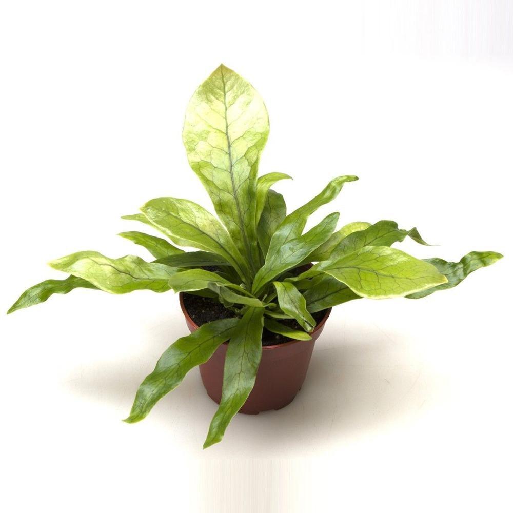 Feriga Crocodil - 40 cm