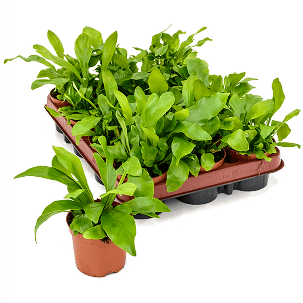 Feriga Cuib de Pasare (Asplenium nidus) - 20 cm