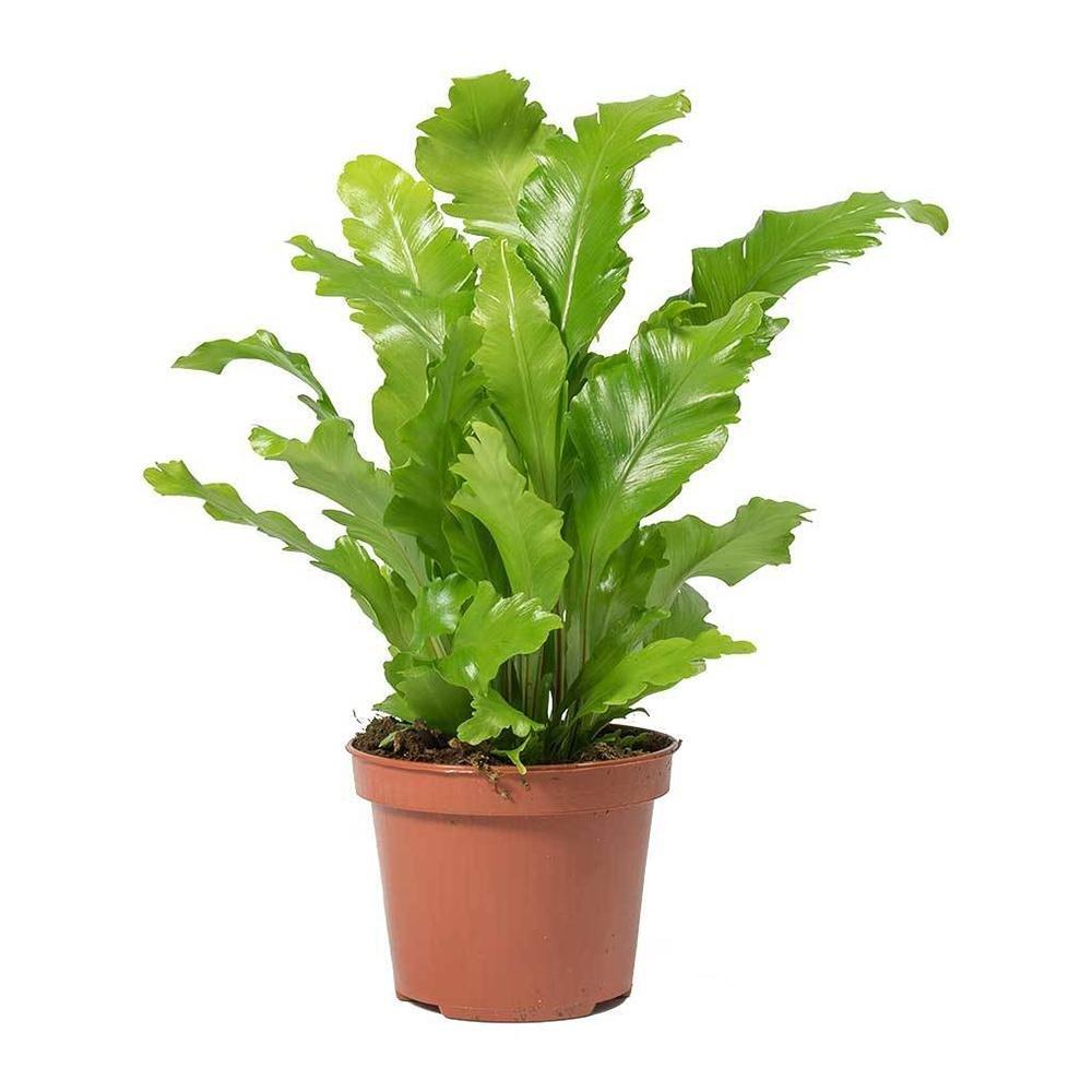 Feriga Cuib de Pasare (Asplenium nidus) - 20 cm