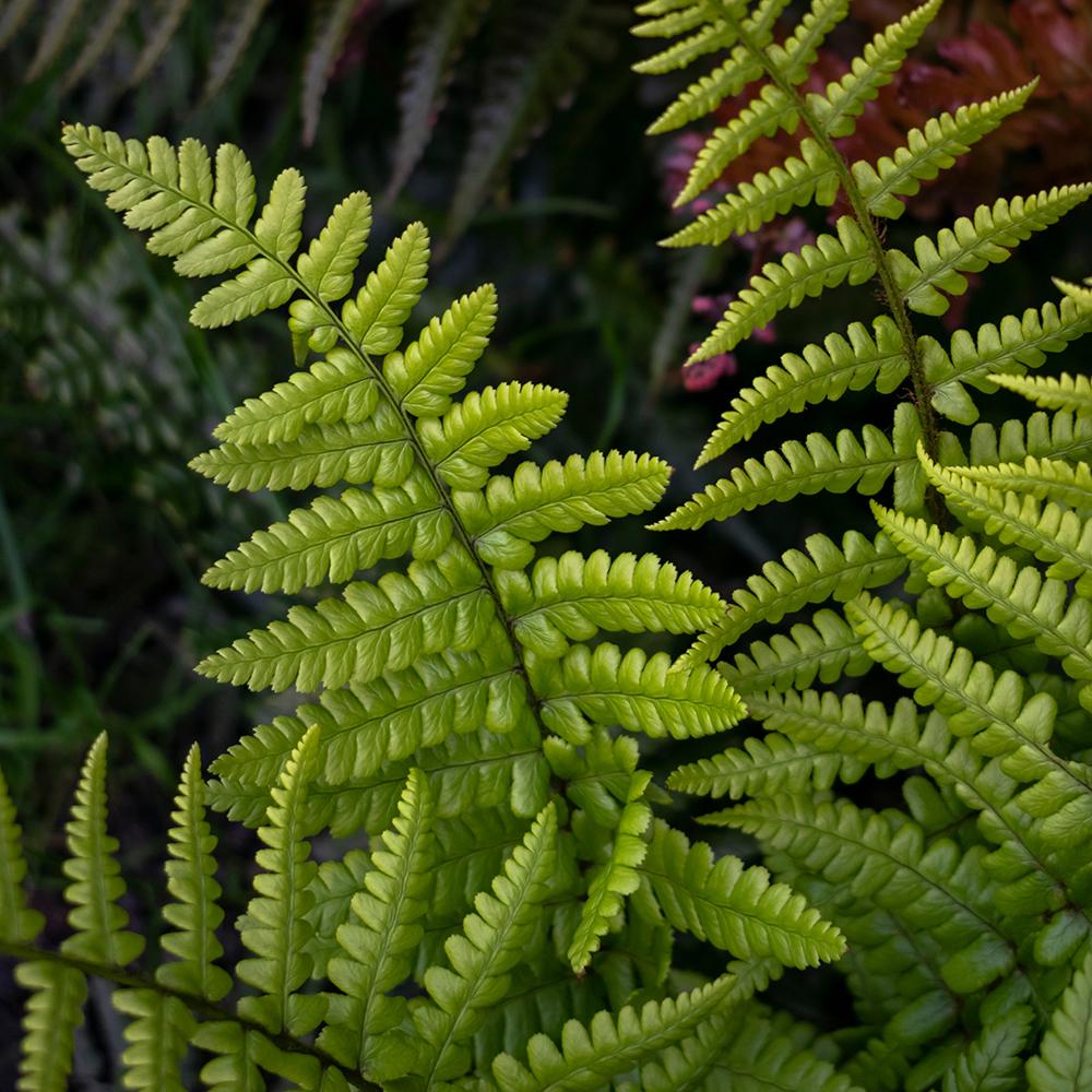 Feriga de Gradina Prinderi