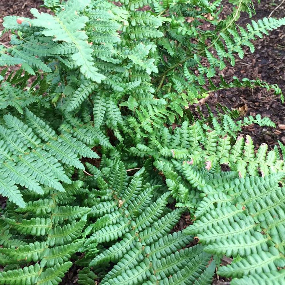 Feriga de Gradina Prinderi