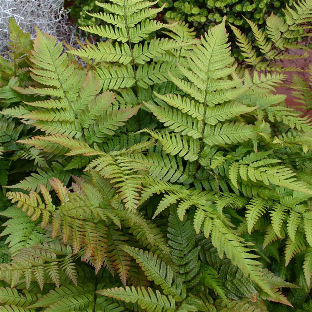 Feriga de Gradina (Dryopteris Erythrosora)