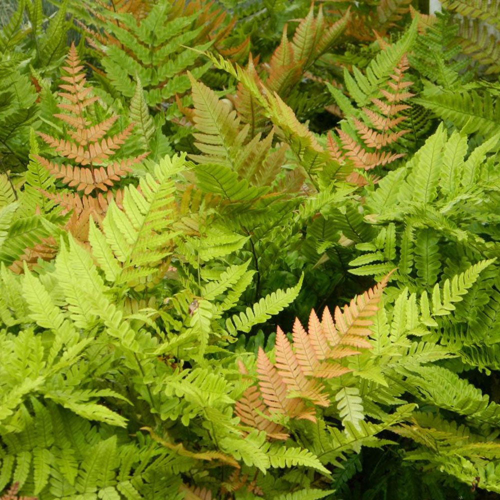 Feriga de Gradina (Dryopteris Erythrosora)