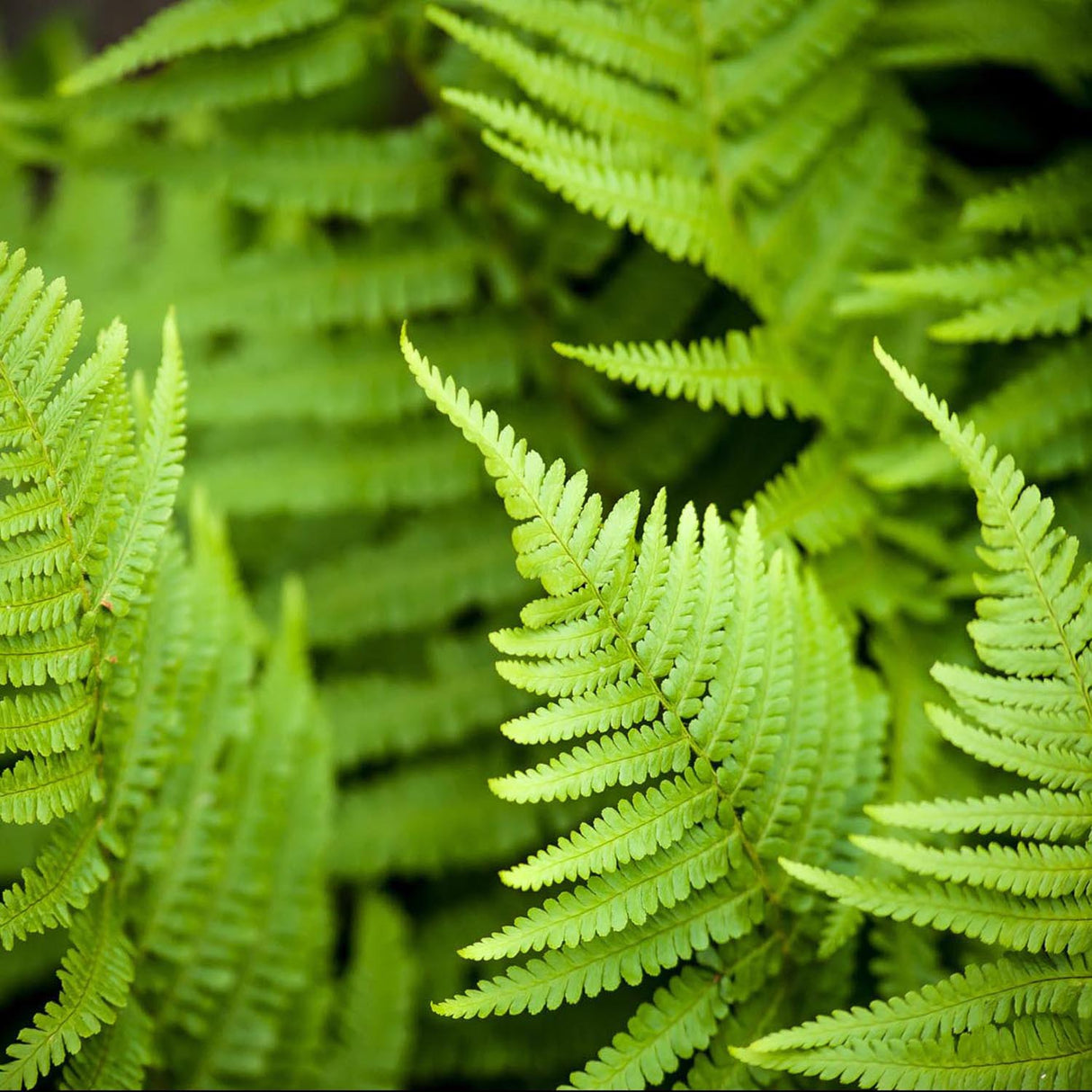 Feriga Falsa Masculina (Dryopteris Affinis)