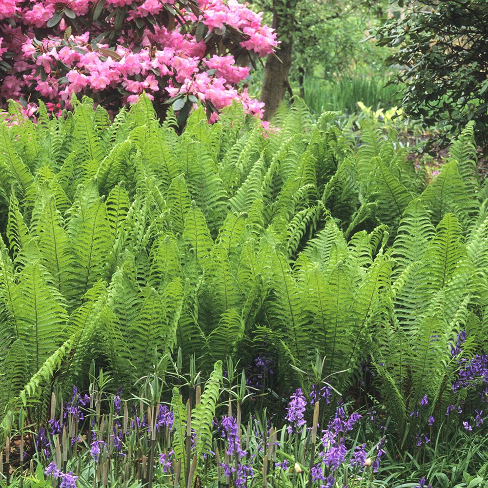 Feriga Falsa Masculina (Dryopteris Affinis)