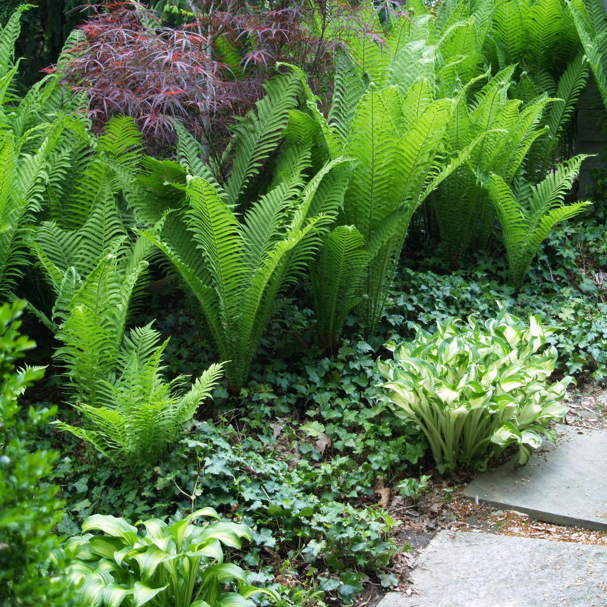 Feriga Falsa Masculina (Dryopteris Affinis)