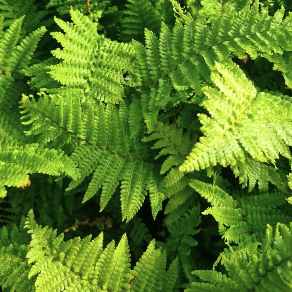 Feriga (Dryopteris Crispa)