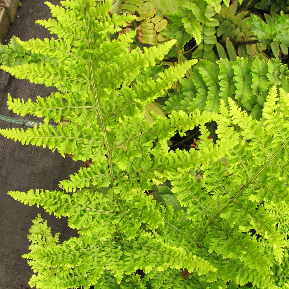Feriga (Dryopteris Crispa)