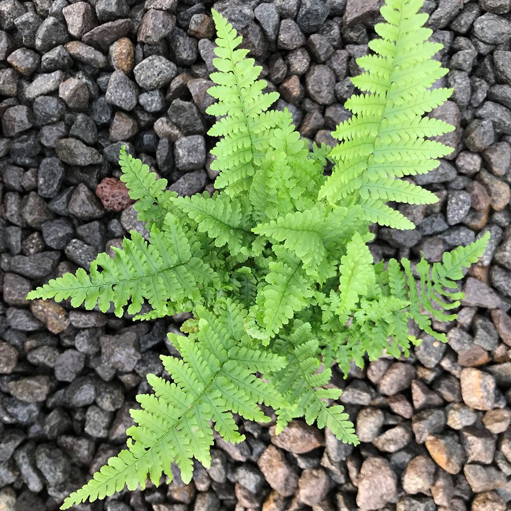 Feriga (Dryopteris Crispa)