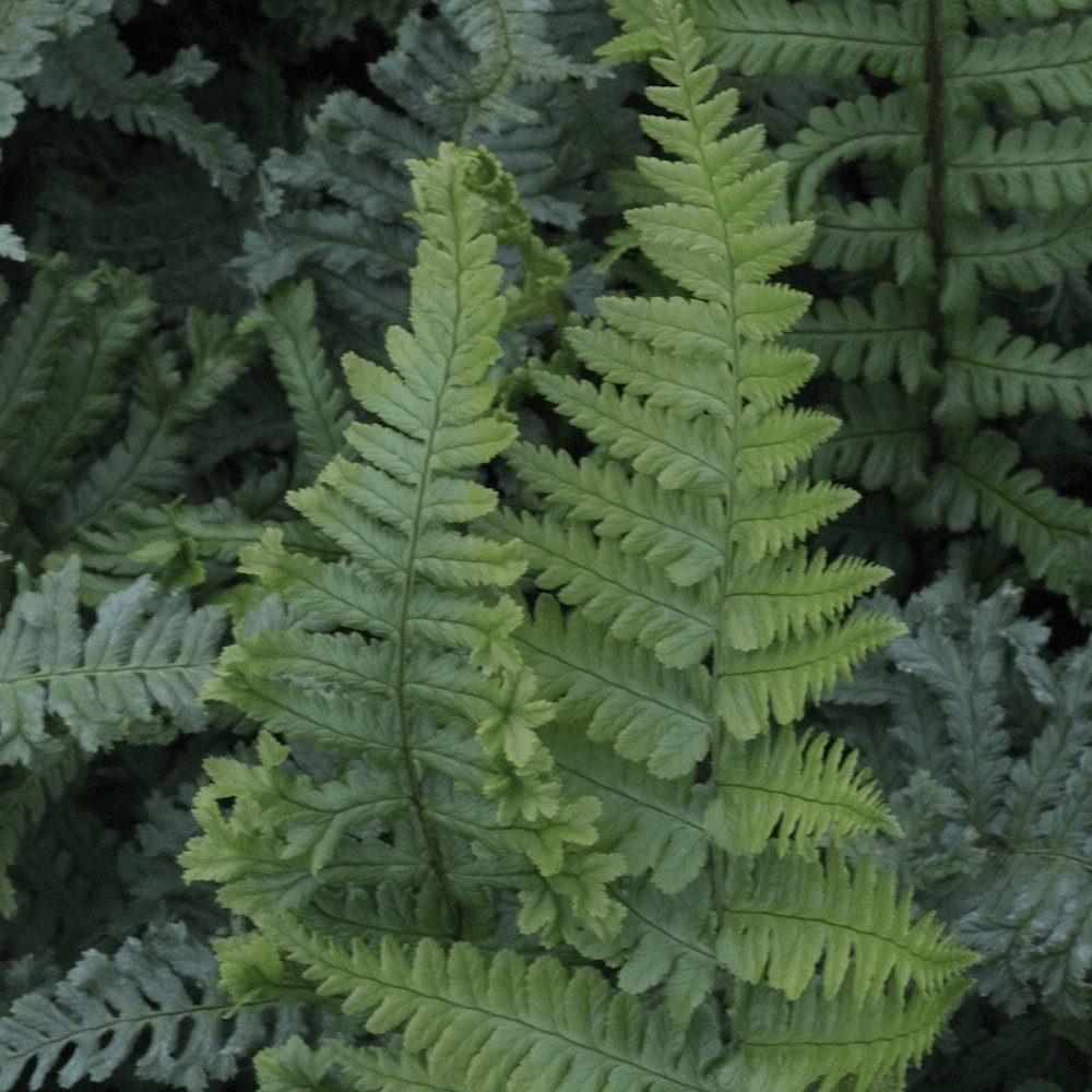 Feriga (Dryopteris Cristata)