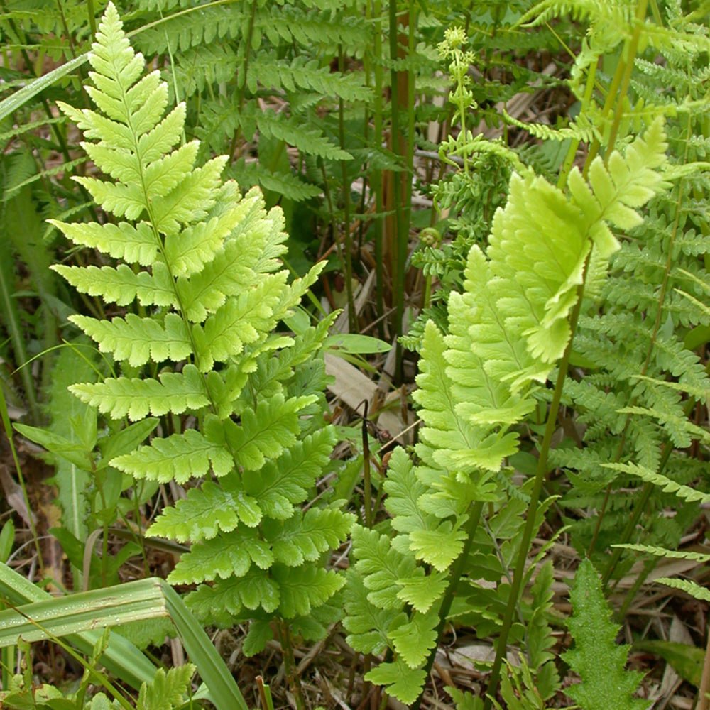 Feriga (Dryopteris Cristata)