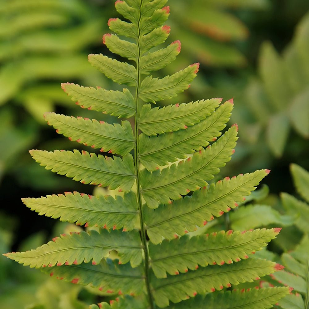 Feriga (Dryopteris Cycadina)