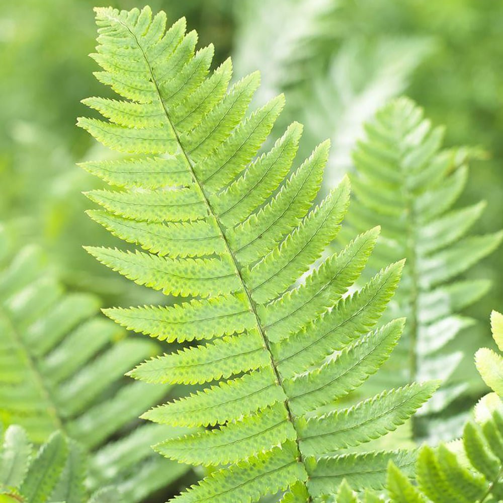 Feriga (Dryopteris Cycadina)